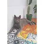 Kanela Apartamento Machico (Madeira)